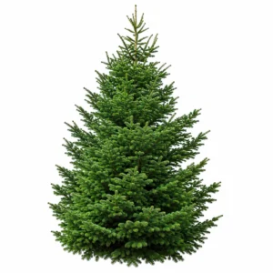Sapin de Noël monumental Nordmann