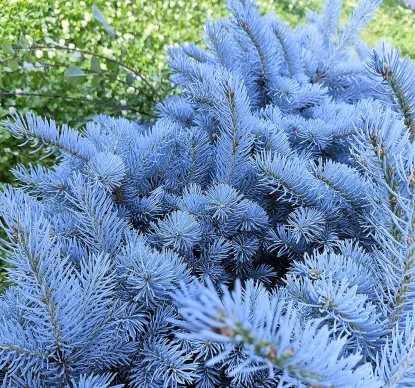 Grand sapin de Noël épicéa bleu Pungens (225 à 300 cm) – Image 2