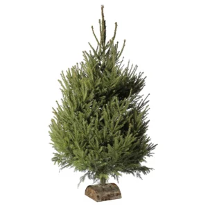 Sapin de Noël épicéa coupé (150 à 200 cm)
