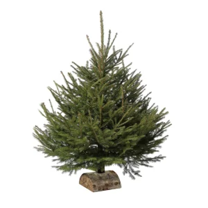 Sapin de Noël épicéa coupé (150 à 200 cm)