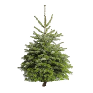 Nordmann (100 et 125 cm) + 225 cm