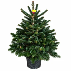 Sapin de Noël Nordmann en pot (100 à 200 cm)