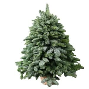 Sapin de Noël Nobilis (150 à 300 cm)
